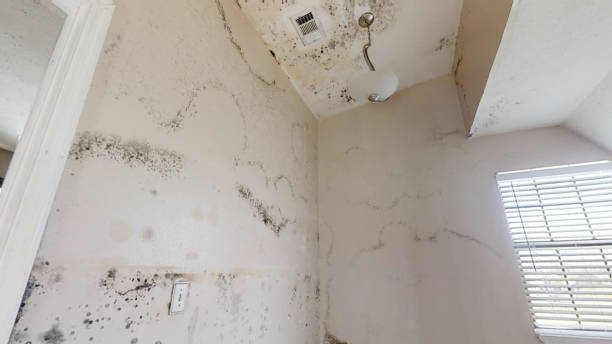 Best Mold Removal for HVAC Installations  in Mentone, CA