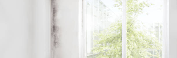 Best Black Mold Removal  in Mentone, CA