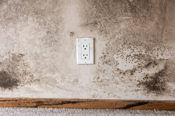 Reliable Mentone, CA Mold Removal Solutions