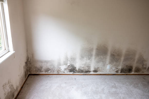 Best Mold Damage Restoration  in Mentone, CA