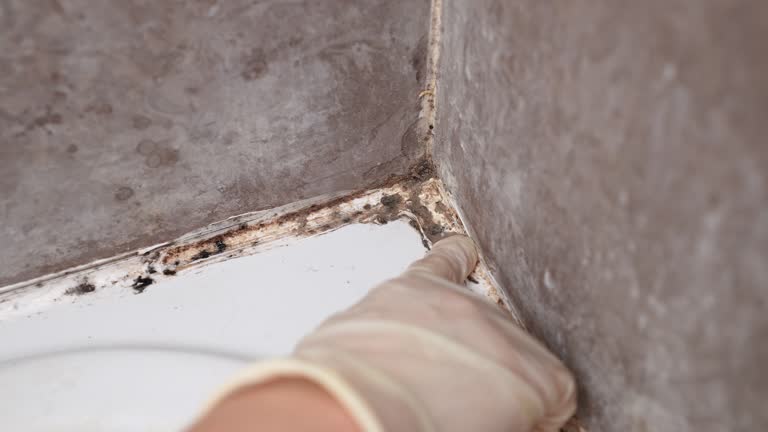 Best Residential Mold Inspection & Testing  in Mentone, CA
